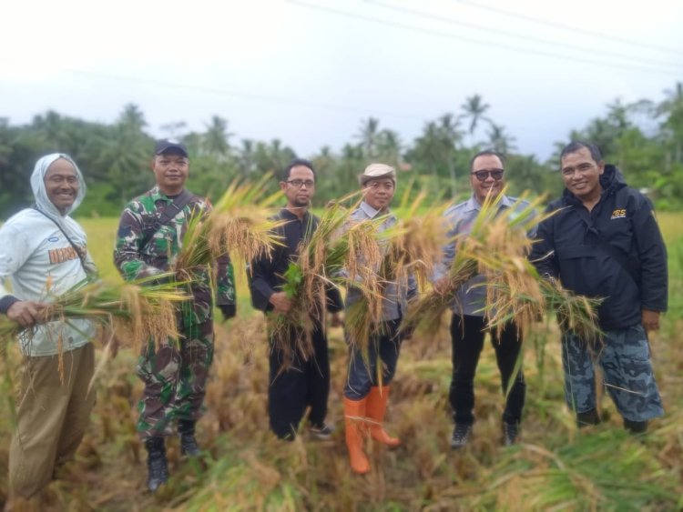 Babinsa  Koramil 2210/Pabuaran Panen Raya di Desa Cibadak, Kecamatan Pabuaran
