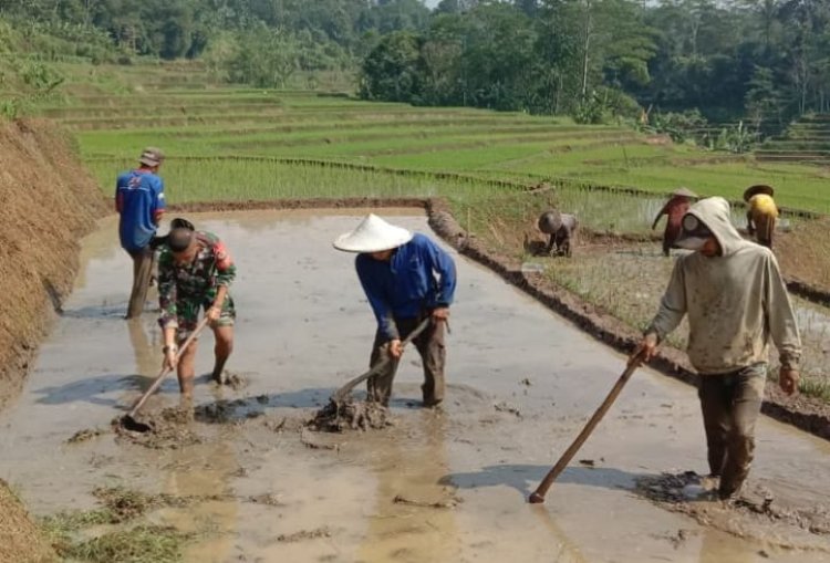 Babinsa Koramil 2205/Kalapanunggal Laksanakan Pendampingan Hanpangan Bersama Kelompok Tani