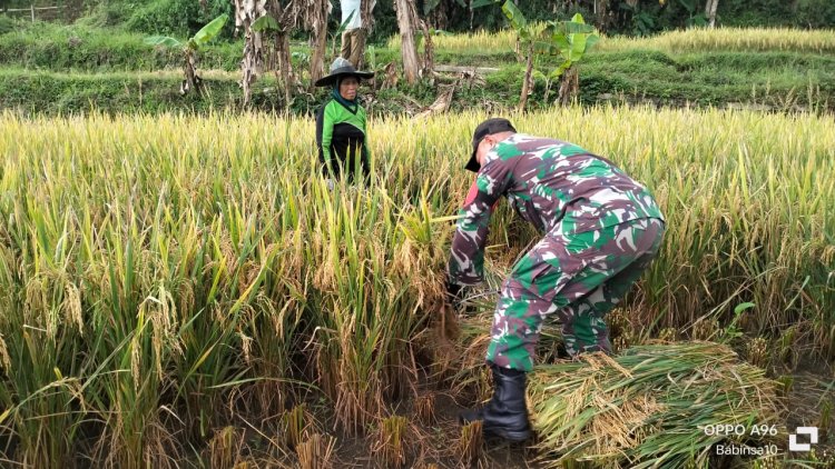 BABINSA KORAMIL 2210/PABUARAN LAKSANAKAN HANPANGAN DI DESA CIBADAK