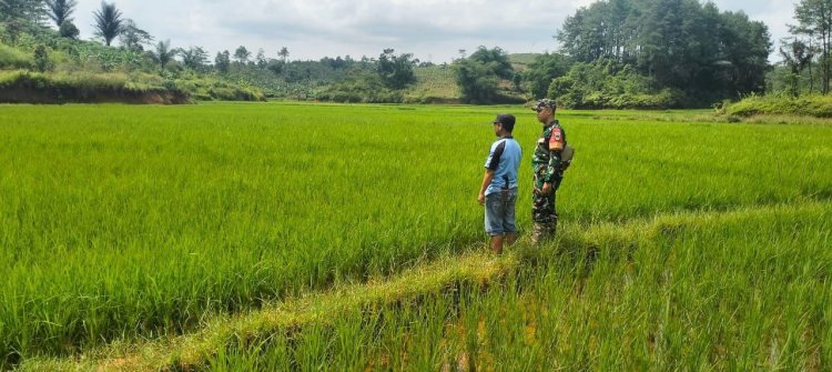 Pendampingan Hanpangan oleh Babinsa Koramil 2207/Jampang Tengah di Desa Cicukang