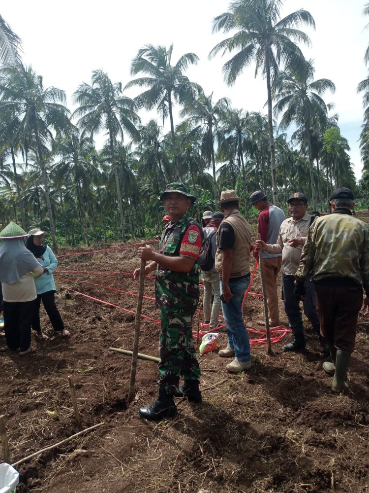 BABINSA KORAMIL 2214/SURADE DUKUNG KETAHANAN PANGAN DI KECAMATAN WALURAN
