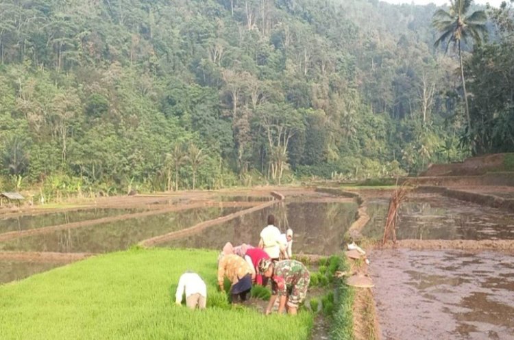 Pendampingan Ketahanan Pangan oleh Babinsa Koramil 2204/Cikidang