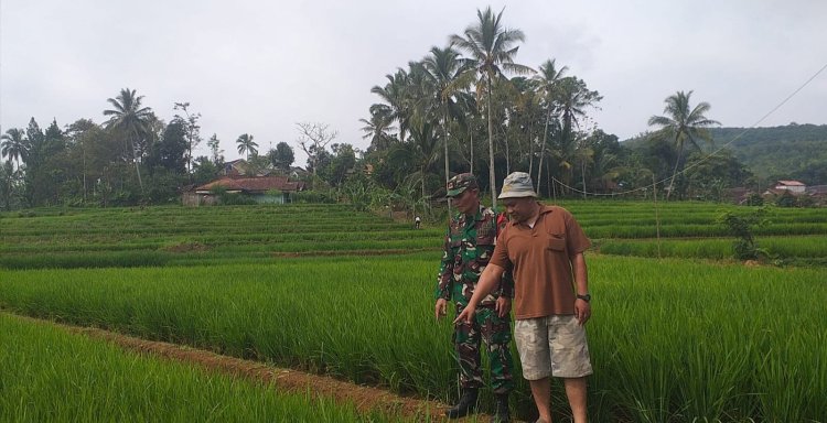 Babinsa Koramil 2209/Lengkong Laksanakan Pendampingan Hanpangan di Desa Neglasari