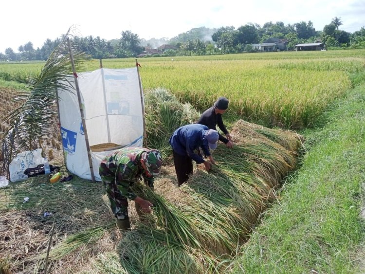 Babinsa Koramil 2212/Tegalbuleud Dampingi Kelompok Tani dalam Ketahanan Pangan