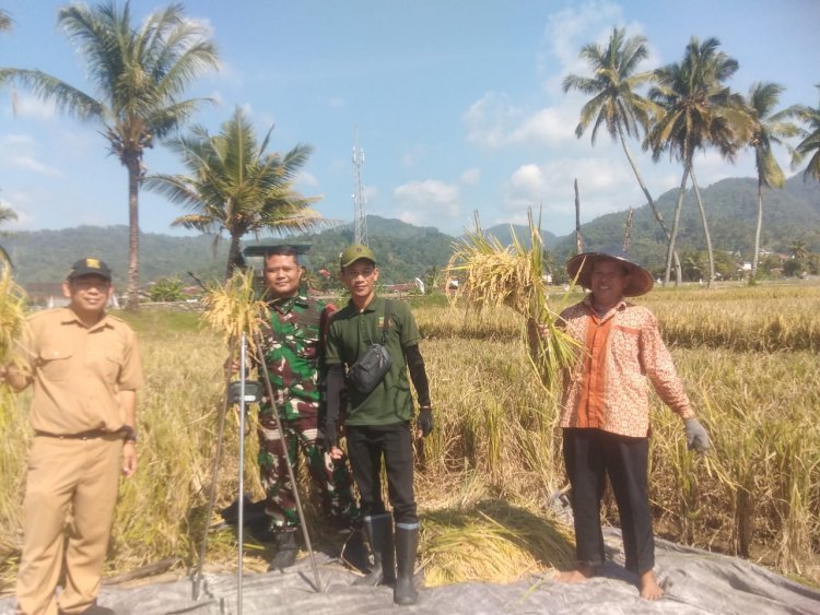 Babinsa Koramil 2201/Cisolok Dampingi Petani di Desa Cisolok