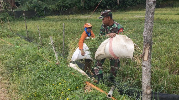 Babinsa Koramil 2209/Lengkong Dampingi Petani dalam Ketahanan Pangan di Desa Cilangkap