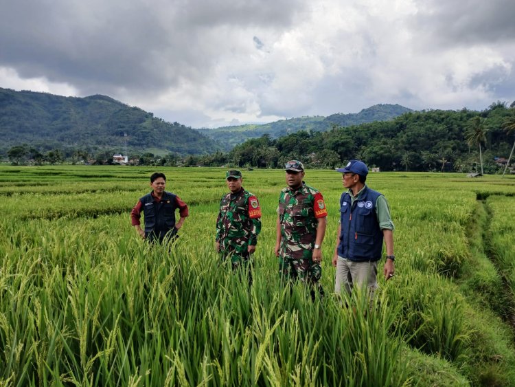 BABINSA KORAMIL 2208/NYALINDUNG DUKUNG KETAHANAN PANGAN DI KECAMATAN GEGERBITUNG