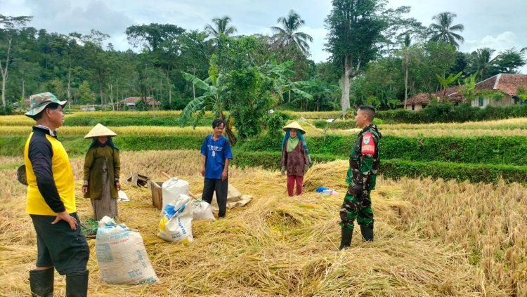 Babinsa Koramil 2211/Sagaranten Dukung Swasembada Pangan Bersama Kelompok Tani Cikaret