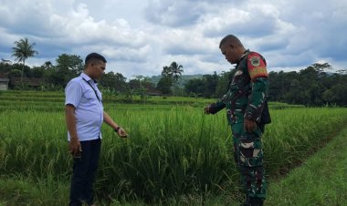 BABINSA KORAMIL 2207/JAMPANG TENGAH LAKSANAKAN PENDAMPINGAN PENGECEKAN HAN PANGAN PADI