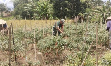BABINSA KORAMIL 2211/SAGARANTEN DAMPINGI PANEN CABAI DI DESA MEKARJAYA
