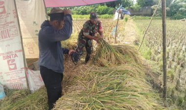 Dukung Ketahanan Pangan Babinsa Koramil 2212/Tegalbuleud Dampingi Kelompok Tani