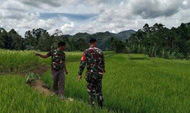 Babinsa Koramil 2201/Cisolok Dampingi Kelompok Tani Saluyu dalam Pengembangan Pertanian