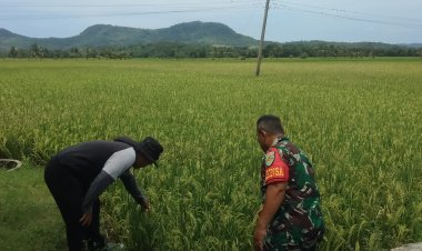 Babinsa Koramil 2215/Ciemas Dampingi Kelompok Tani dalam Program Ketahanan Pangan