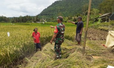 Babinsa Koramil 2202/Plara Laksanakan Pendampingan LTP di Poktan Mekar Tani