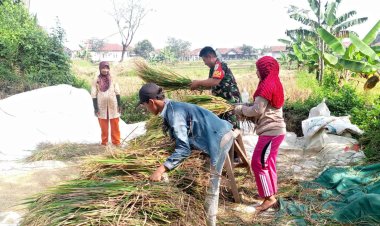 Babinsa Koramil 2201/Cisolok Dampingi Petani di Desa Caringin untuk Dukung Ketahanan Pangan