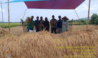 Babinsa Koramil 2215/Ciemas Dampingi Panen Padi dan Serap Gabah di Desa Ciwaru