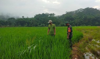 Babinsa Koramil 2207/Jampangtengah Dukung Ketahanan Pangan di Desa Bantarpanjang