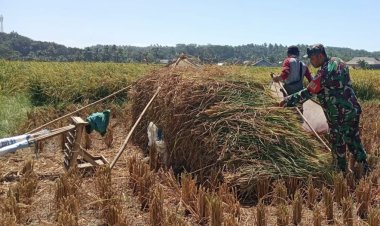 Babinsa Koramil 2212/Tegalbuleud Dampingi Kelompok Tani dalam Program Ketahanan Pangan