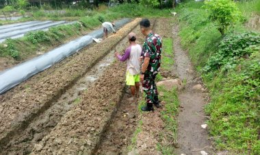 Babinsa Koramil 2201/Cisolok Dampingi Petani Tingkatkan Produktivitas Pertanian