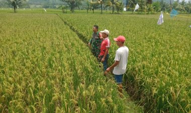 Babinsa Koramil 2202/Palabuhan Ratu Dampingi Pengecekan Padi Siap Panen di Desa Cibuntu
