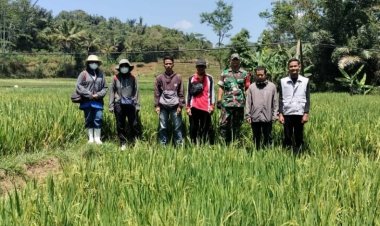 Babinsa Koramil 2209/Lengkong Bersama Dinas BPP Kec. Lengkong Laksanakan Pendampingan Hanpangan dan Sosialisasi Serap Gabah