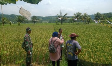 Tim Serap Gabah Koramil 2202/Palabuhan Ratu Survey Lahan Padi di Desa Cibuntu