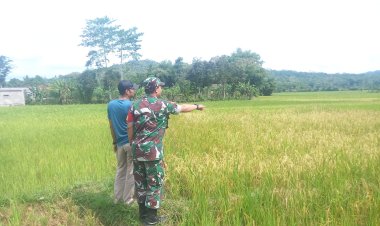Babinsa Koramil 2210/Pabuaran Laksanakan Monitoring Hanpangan di Desa Sukajaya
