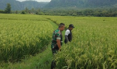 BABINSA KORAMIL 2215/CIEMAS LAKSANAKAN PEMERIKSAAN PADI DI DESA TAMANJAYA