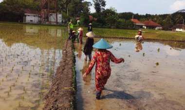 Babinsa Koramil 2212/Tegalbuleud Dampingi Kelompok Tani dalam Program Ketahanan Pangan