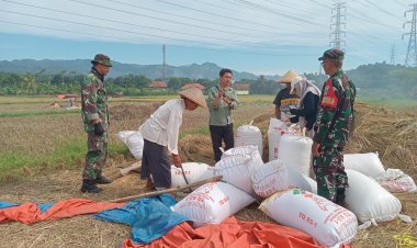 BABINSA KORAMIL 2202/PALABUHANRATU DUKUNG SERGAP GABAH BERSAMA TIM BULOG