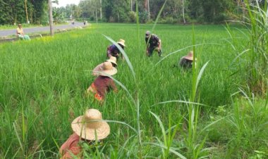 Babinsa Koramil 2212/Tegalbuleud Dampingi Kelompok Tani dalam Program Ketahanan Pangan