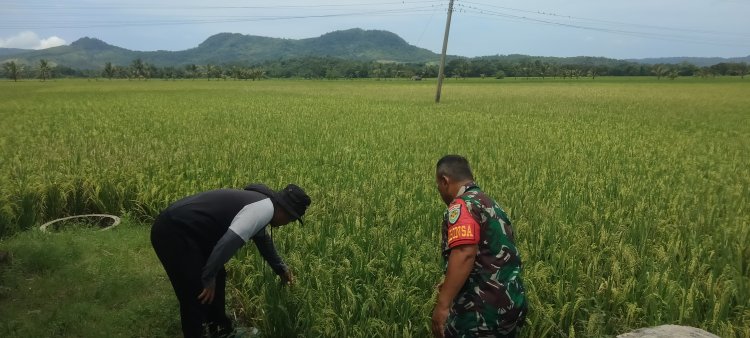 Babinsa Koramil 2215/Ciemas Dampingi Kelompok Tani dalam Program Ketahanan Pangan