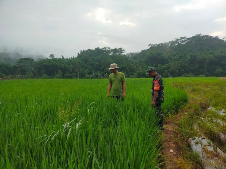 Babinsa Koramil 2207/Jampangtengah Dukung Ketahanan Pangan di Desa Bantarpanjang
