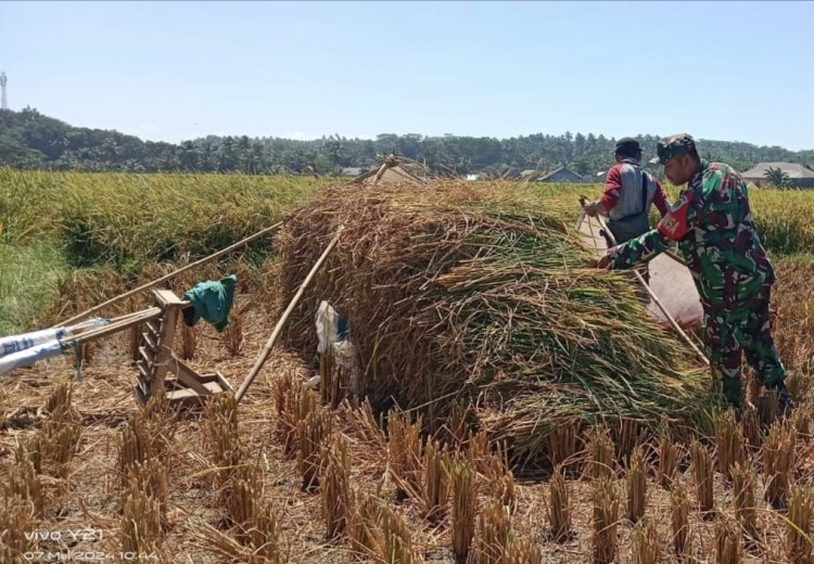 Babinsa Koramil 2212/Tegalbuleud Dampingi Kelompok Tani dalam Program Ketahanan Pangan