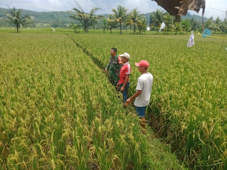 Babinsa Koramil 2202/Palabuhan Ratu Dampingi Pengecekan Padi Siap Panen di Desa Cibuntu