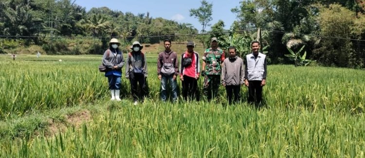 Babinsa Koramil 2209/Lengkong Bersama Dinas BPP Kec. Lengkong Laksanakan Pendampingan Hanpangan dan Sosialisasi Serap Gabah