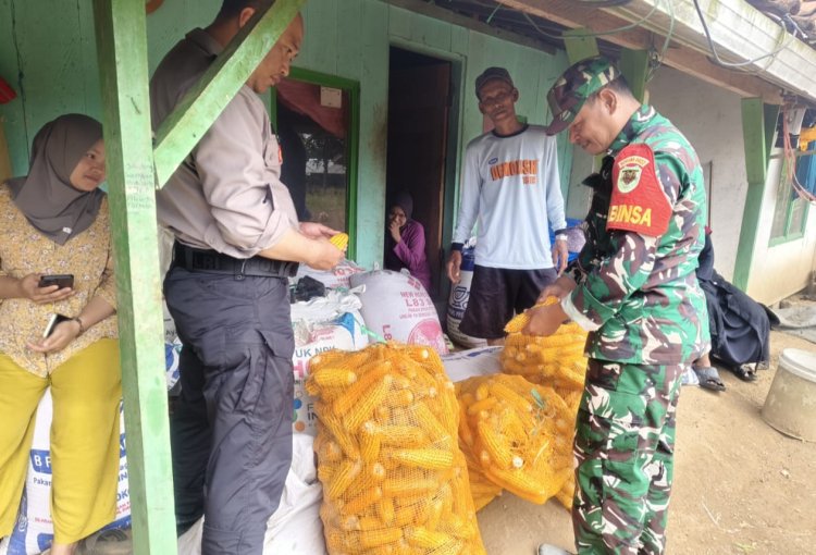 Babinsa Koramil 2211/Sagaranten Laksanakan Pengecekan Hasil Panen Jagung di Desa Mekarjaya