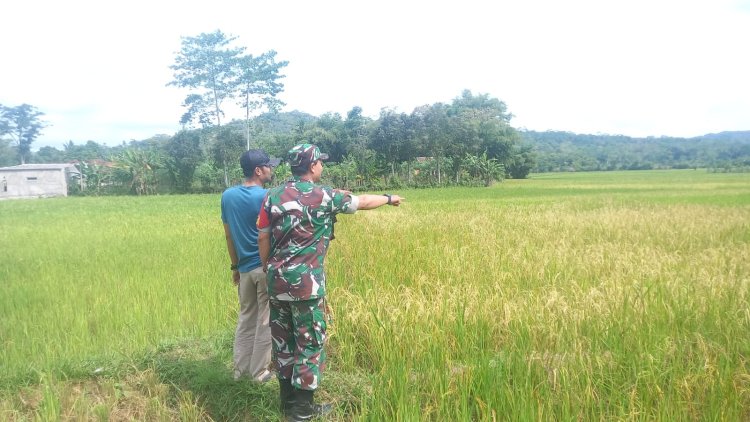 Babinsa Koramil 2210/Pabuaran Laksanakan Monitoring Hanpangan di Desa Sukajaya