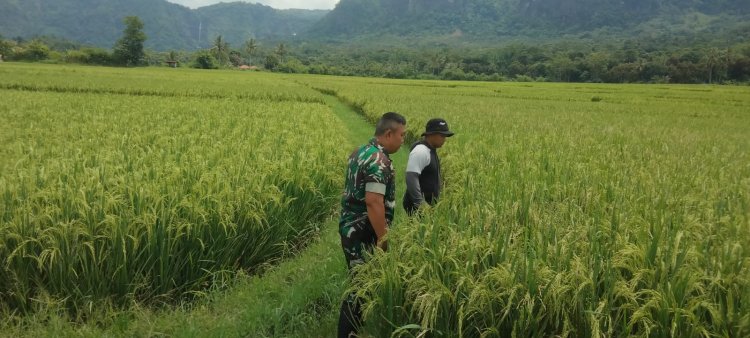 BABINSA KORAMIL 2215/CIEMAS LAKSANAKAN PEMERIKSAAN PADI DI DESA TAMANJAYA