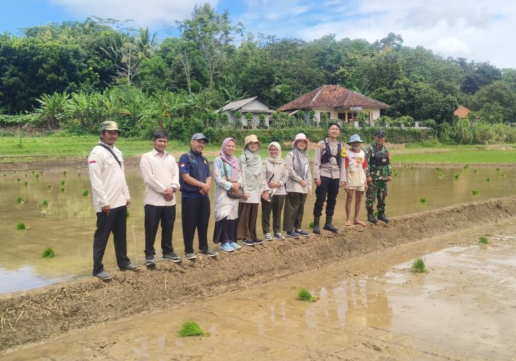 Babinsa Koramil 2211/Sagaranten Dampingi Ditjen Kementan dalam Pengecekan LTT di Kecamatan Cidolog