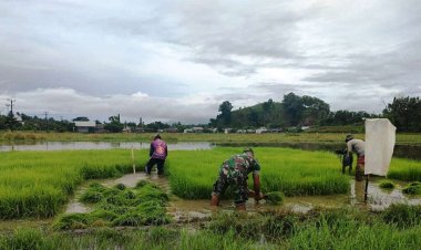 Babinsa Koramil 2212/Tegalbuleud Laksanakan Pendampingan Ketahanan Pangan