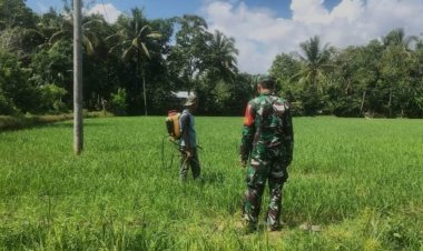 Babinsa Koramil 2212/Tegalbuleud Dampingi Kelompok Tani dalam Program Ketahanan Pangan