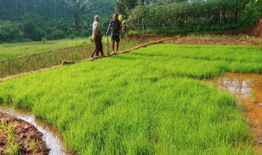 Babinsa Koramil 2205/Kalapanunggal Dampingi Kegiatan Hanpangan di Desa Tugubandung