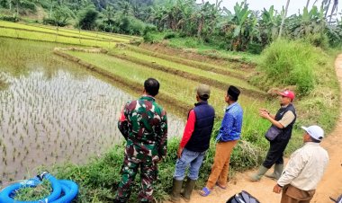 Babinsa Koramil 2210/Pabuaran Laksanakan Pendampingan Hanpangan di Desa Bantarsari