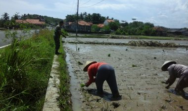 Pendampingan Ketahanan Pangan oleh Babinsa Koramil 2212/Tegalbuleud