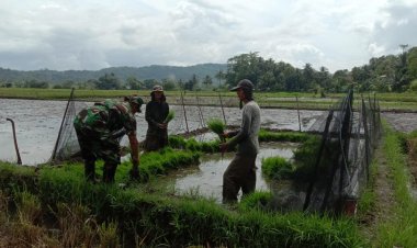 BABINSA BINTAHWIL DAMPINGI KEGIATAN HANPANGAN DI DESA MEKAR ASIH