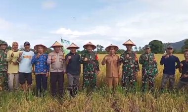 Serka Budi Hartono, Babinsa Koramil 2215/Ciemas, Dampingi BULOG dalam Penyerapan Gabah di Desa Ciwaru saat Panen Raya