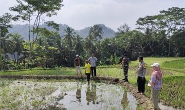 Babinsa Koramil 2201/Cisolok Dampingi Kegiatan Pascapanen Bersama Gapoktan