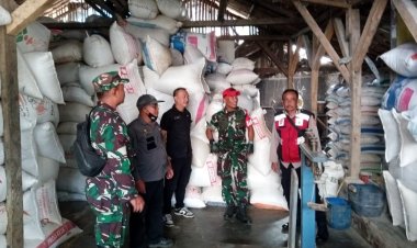 Penyerapan Beras dan Gabah Kering Panen di Desa Bantarsari oleh Danramil 2210/Pabuaran .