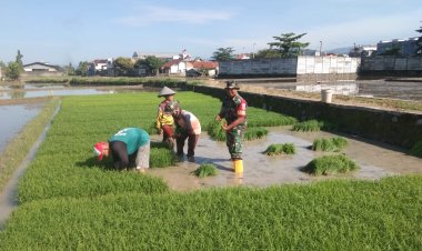 Babinsa Koramil 2202/Palabuhanratu Dampingi Kegiatan Hanpangan Poktan Mutiara Tani
